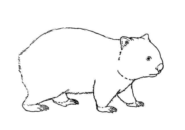 wombat drawing